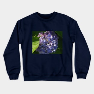 Beautiful photograph of violet hydrangea flowers Crewneck Sweatshirt